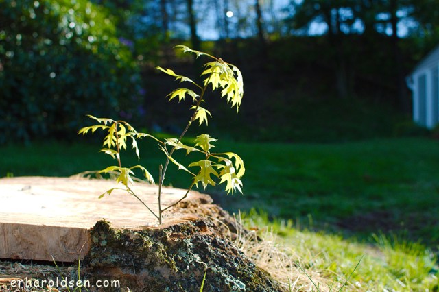 2017 05 08 (52) msn New Life from Old