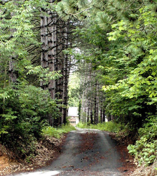 2001 06 30-01m-tree-lined-driveway