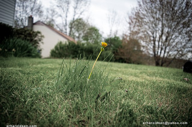 2020 05 05 (1) msn Lone Survivor Dandelion