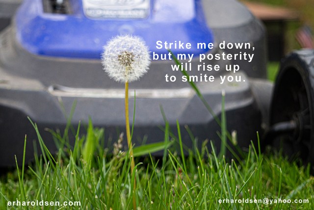 2020 05 05 (9) msn Dandelion &amp; Mower--Strike me down